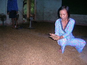 Chị Nguyễn thị Trưng (khối phố Ngọc Nam, phường An Phú, TP Tam Kỳ), đang ngồi bên đống lúa mọc mộng của mình đang phơi ở trường mẫu giáo, chứ không có nơi để phơi.