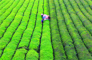 Nông dân thu hoạch chè trong một trang trại trồng chè ở tỉnh An Huy, Trung Quốc