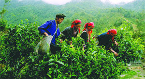 Nếu không kiểm soát chặt chẽ chất lượng chè ngay từ khâu trồng và thu hoạch, chè Việt Nam sẽ không thể cải thiện vị thế trên thị trường thế giới